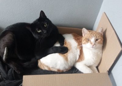 black and Ginger cat